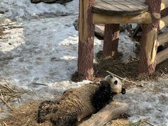 -沈阳森林动物园