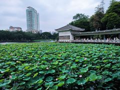 -荔湾湖公园