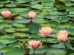 -白鹭湾湿地公园