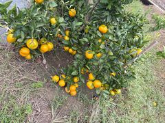 -前小桔亲子创意农场·草莓采摘·露营烧烤