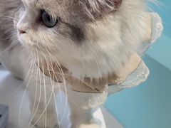 -怪兽屋·羊驼·猫咖·狗咖(俊华广场店)