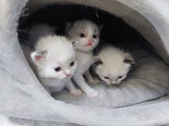 -安安宠医·安宠宠物医院