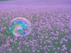 -紫颐香薰山谷景区