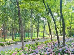 -西青郊野公园