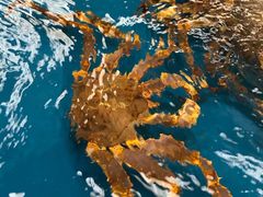 -盒马鲜生(大成店)