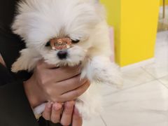-宠爱多约克夏马尔济斯泰迪小型犬专卖