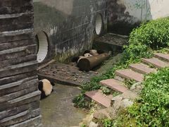 -中国大熊猫保护研究中心雅安碧峰峡基地