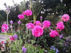 -深圳国际园林花卉博览园