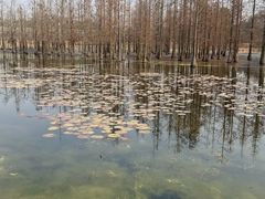 -白鹭湾湿地公园