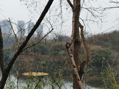 -重庆彩云湖湿地公园