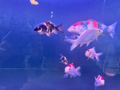 -青木造型HAIR·あおき髪を刈る潮人店