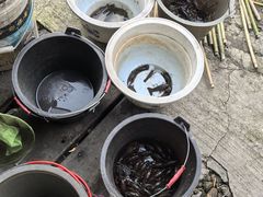 -同銮特种养殖场·龙虾垂钓