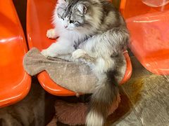 -猫咪博物馆(顶澳仔猫街店)