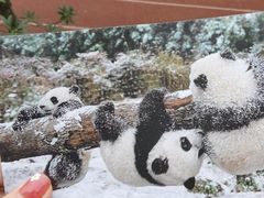 -熊猫邮局(少城店)