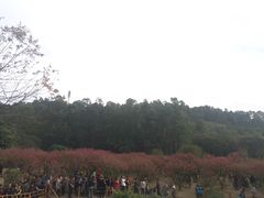 -南国桃园旅游度假区