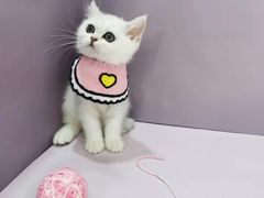 -1013 PET SHOP 宠物商店(近铁城市广场店)