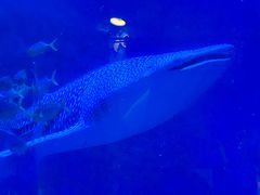 -烟台海昌鲸鲨海洋公园