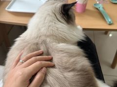-鼓捣猫呢主题猫咖店