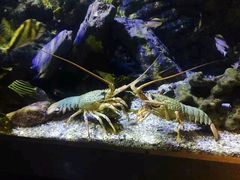 -悉尼海洋生物水族馆