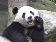 -都江堰中华大熊猫苑