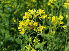 -长春公园(普阳街道)