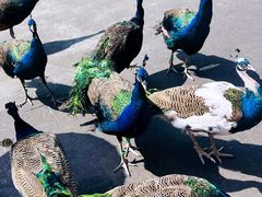 -西双版纳原始森林公园