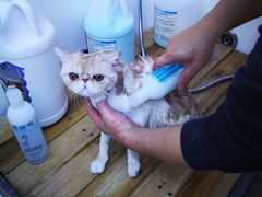 -喵百万·布偶·蓝金金渐层英短·猫舍(百子湾店)