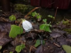 -峡谷浮石林景区