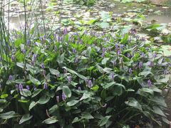 -陈家山荷花公园
