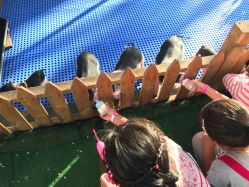 -萌宠亲子动物乐园(槐房万达店)