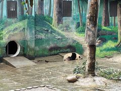 -中国大熊猫保护研究中心雅安碧峰峡基地