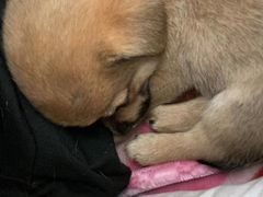 -美联众合宠物医院·爱萌分院·内外科·猫科中心