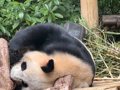 -深圳野生动物园