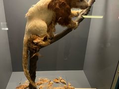 -墨尔本博物馆(Melbourne Museum)