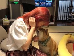 -逗柴咖啡屋·狗咖猫咖宠物桌游