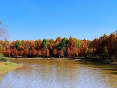 -上海海湾国家森林公园