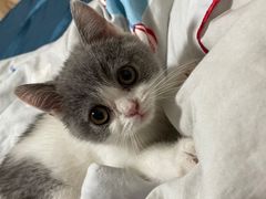 -lincat·猫舍(广州店)
