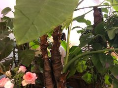 -威克特披萨汉堡