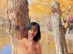 -金塔沙漠胡杨林景区