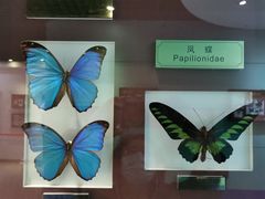 -上海昆虫博物馆