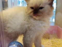 -爪爪喵星球·猫舍(前海卓越店)