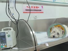 -派美特宠物医院·核磁CT·骨科肿瘤·疑难转诊(沈农禾丰店)