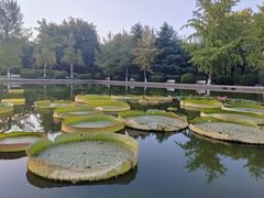 -石家庄市植物园
