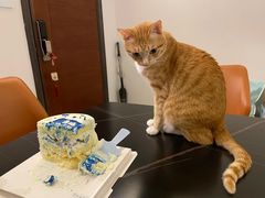 -森之烘焙.蛋糕.甜品台定制(番禺万博店)