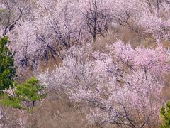 -白水寺森林公园