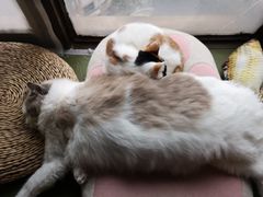 -猫猫幼稚园·撸猫·桌游·电玩