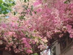 -深圳国际园林花卉博览园