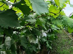 -马陆小张葡萄园农家乐