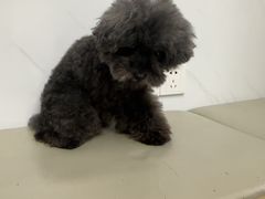 -瑞派康怡24h宠物医院·犬猫医疗中心·微创绝育(瑞景分院)