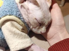 -猫腻·猫咖·撸猫馆(星光大道店)